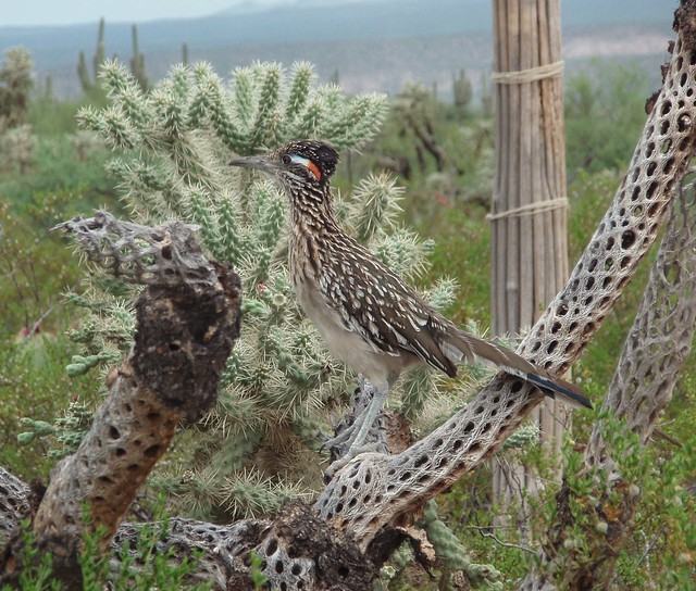 Greater Roadrunner on a Jumping Cholla Cactus skeleton; San Pedro River Valley, SE of San Manuel, AZ