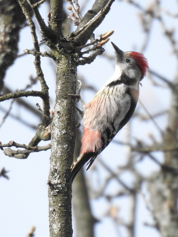 Middle Spotted Woodpecker, Košice, Slovakia