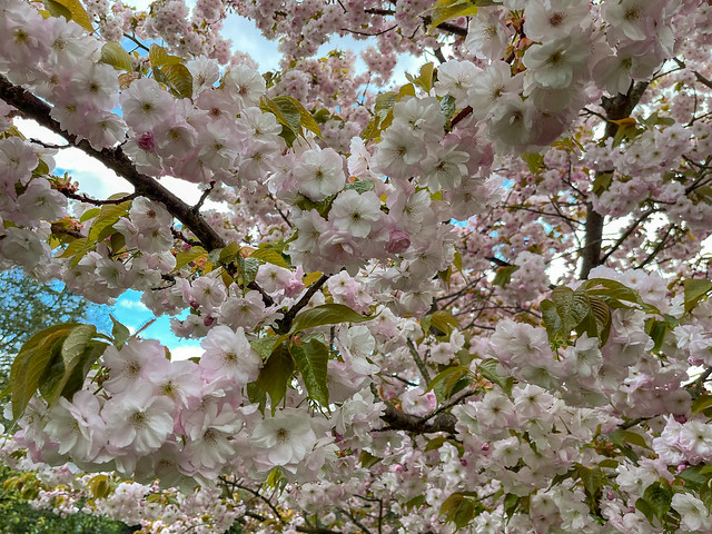 Spring blossom