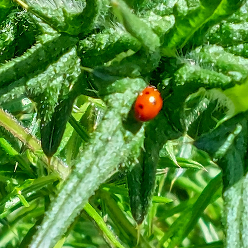 Ladybird on a thistle