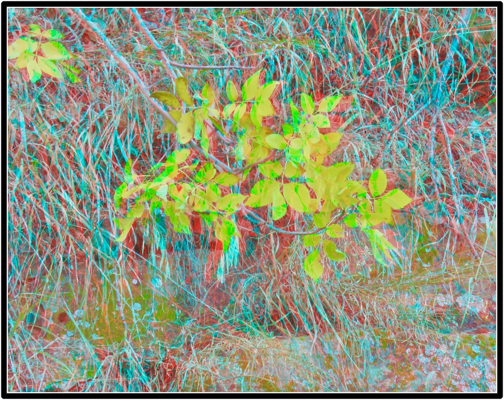 IMG_4266ff3-Anaglyph Photo/3D
