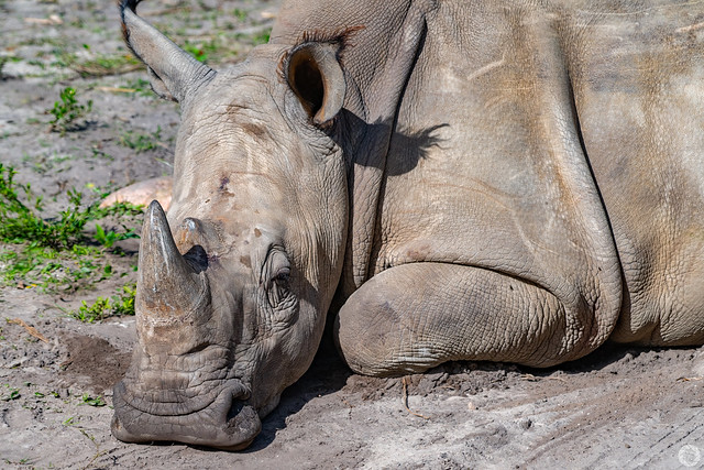 The Lazy Rhinocerous