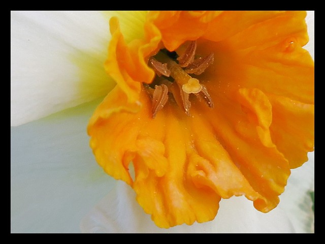Daffodil Detail