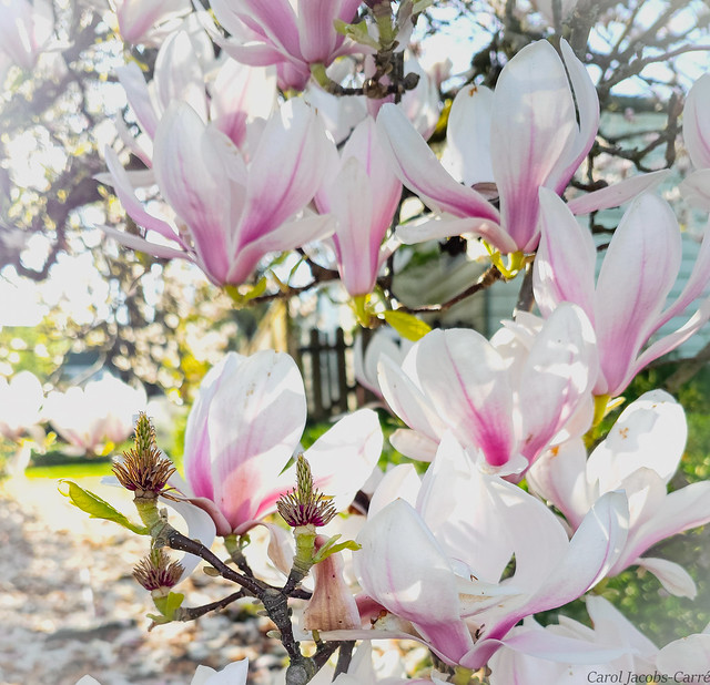 Sunlight and magnolias
