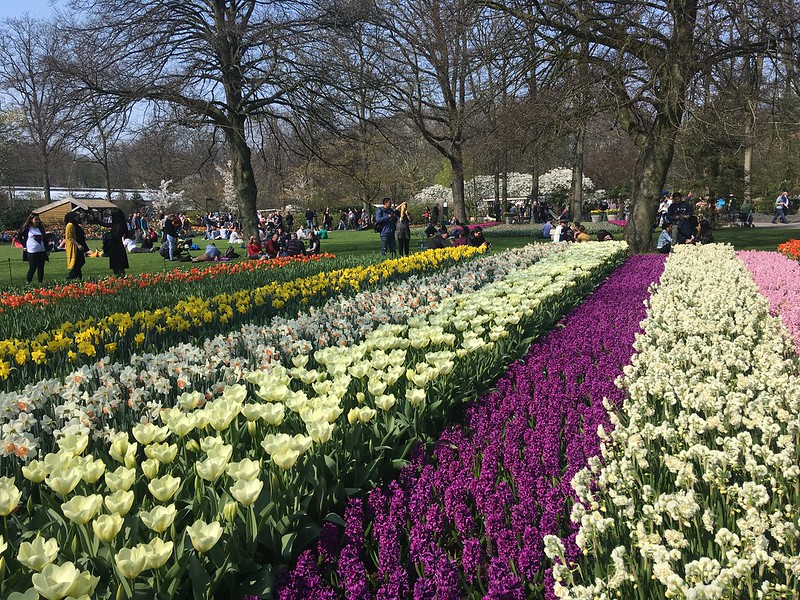 Olanda: Keukenhof e i tulipani