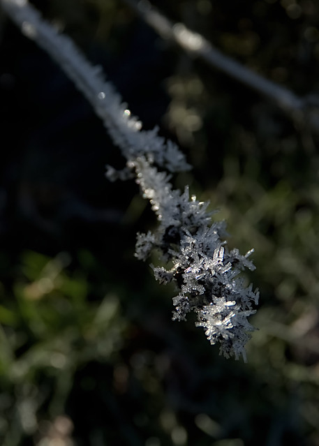 Fozen vegetation - Part 3 Lavender