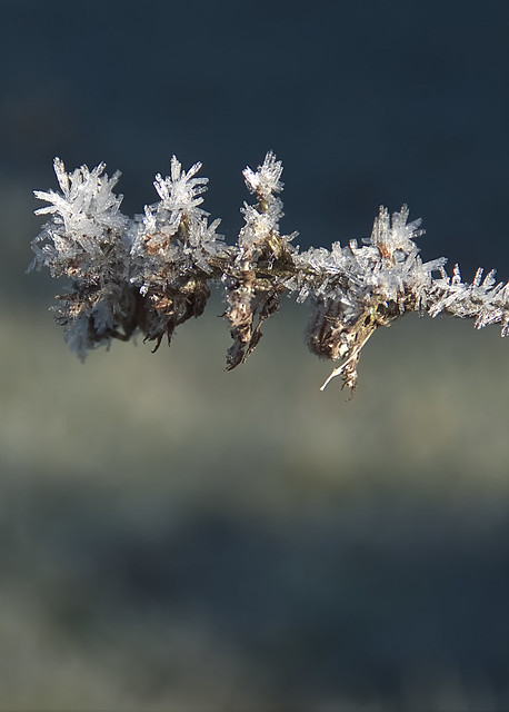 Fozen vegetation - Part 3 Lavender