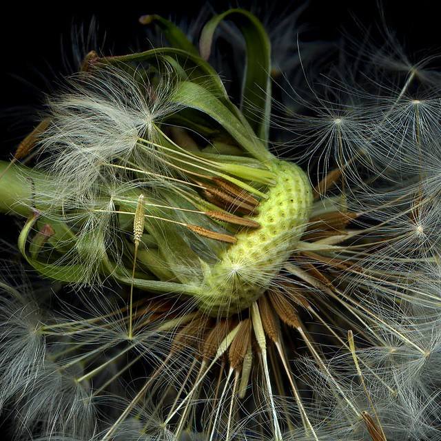 LIFE CYCLE OF THE HUMBLE DANDELION...