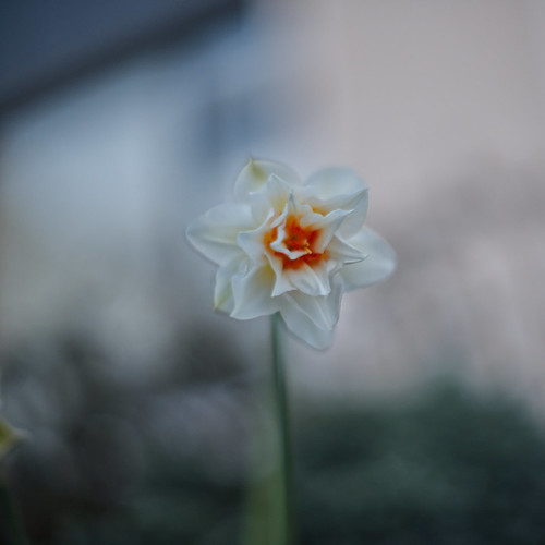 flower blur F1.2