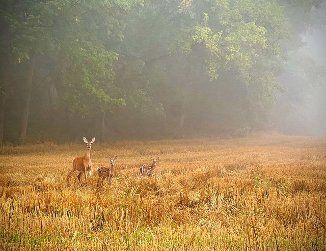 Wildlife Deer Family in the Fog by Megan Curry