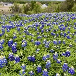 Aledo Trails Spring bluebonnets and other wildflowers in North Texas. 
