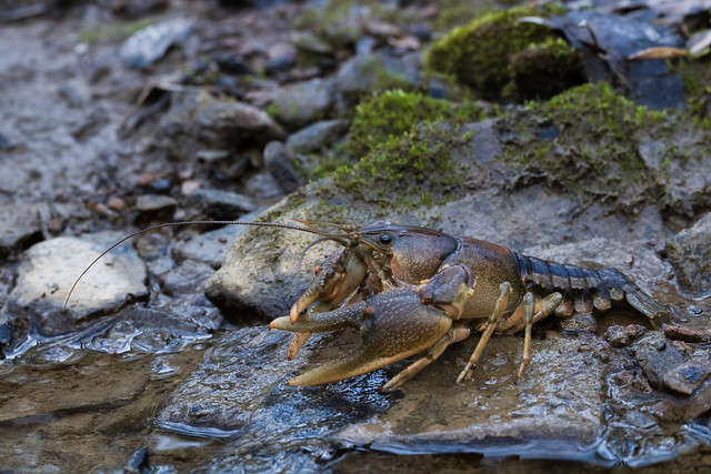 Chickamauga Crayfish, Cambarus extraneus