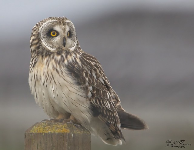 Short-eared Owl - 2024 - 005