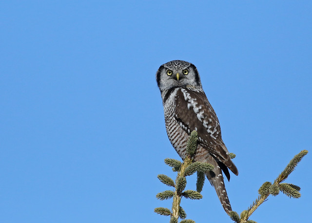 Northern Hawk Owl...#40
