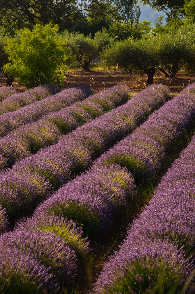 Lavender Field Provence