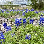 Aledo Trails Spring bluebonnets and other wildflowers in North Texas. 