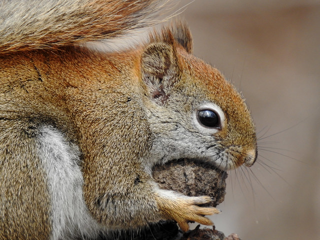 An American red squirrel feasting on a nut at the Cooper Marsh Conservation Area in (Summerstown) Lancaster, Ontario