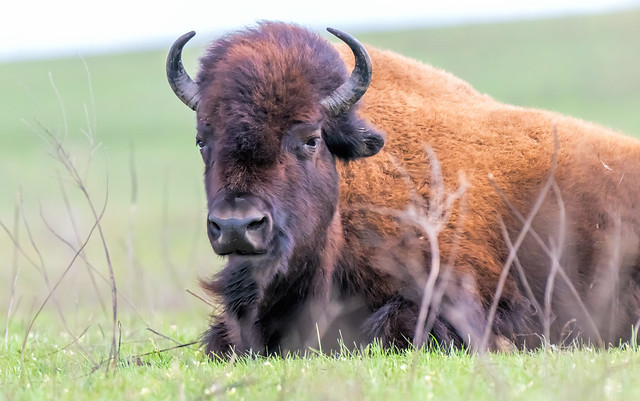 Female Bison, Tall Grass Prairie Preserve, Olahoma....... EXPLORE