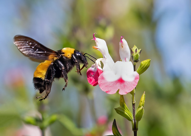 Sonoran bumblebee_1