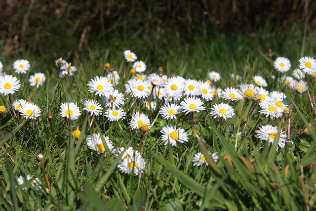 English daisy grew en masse in the low grass