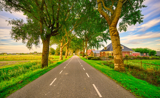 Honor guard of trees. Oudewal, village of Warmenhuizen, The Netherlands.