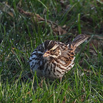 Savannah Sparrow (Passerculus sandwichensis) 2024-04-01 (6) Savannah Sparrow (Passerculus sandwichensis) - 1 April 2024 - Countryside Campus, Summit Township, Jackson County, Michigan