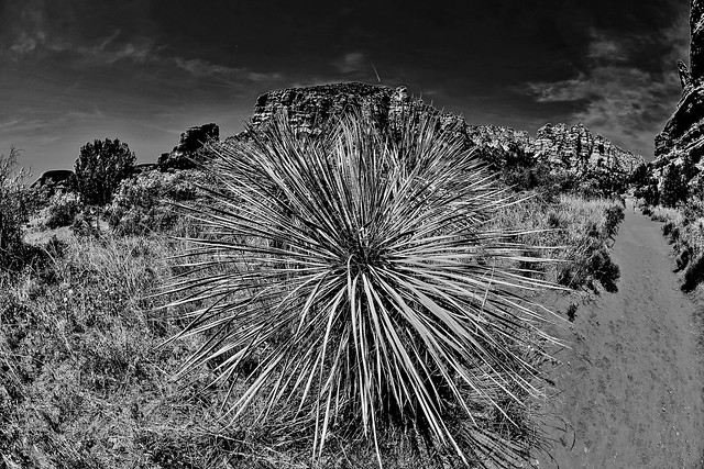 Landscape with big desert plant, Sedona, Arizona, USA