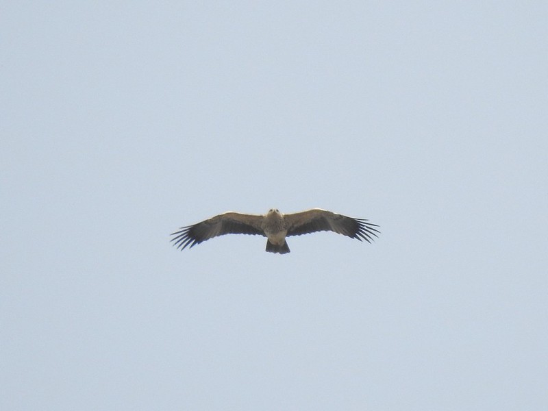 Imperial Eagle, Košice, Slovakia