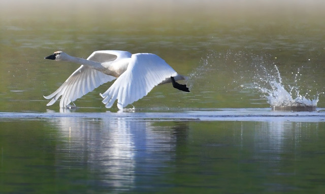Swan Departure