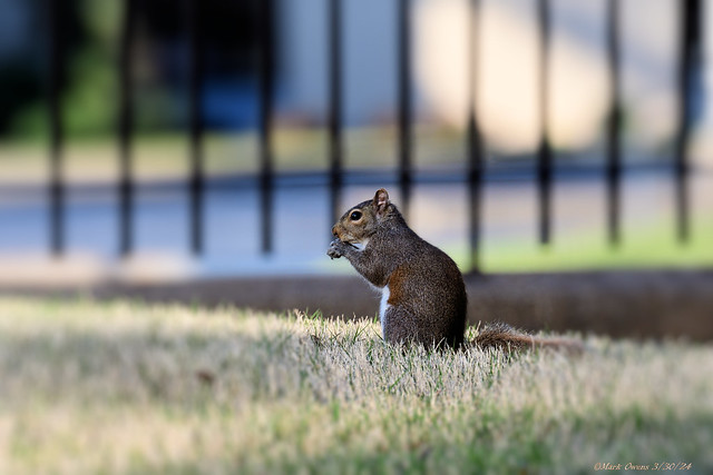Squirrel @ National Cemetery