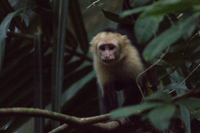 White-faced Capuchin at Tortuguero S24A1195