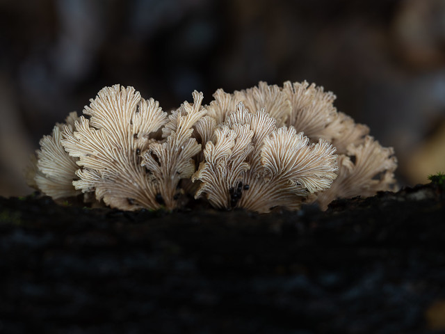 Split gill fungi