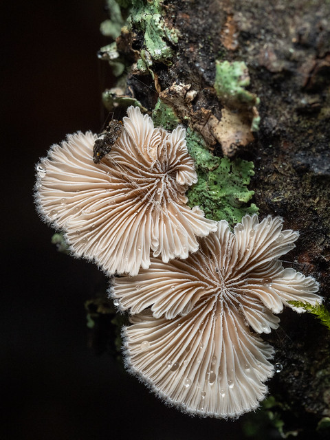 Split gill fungi