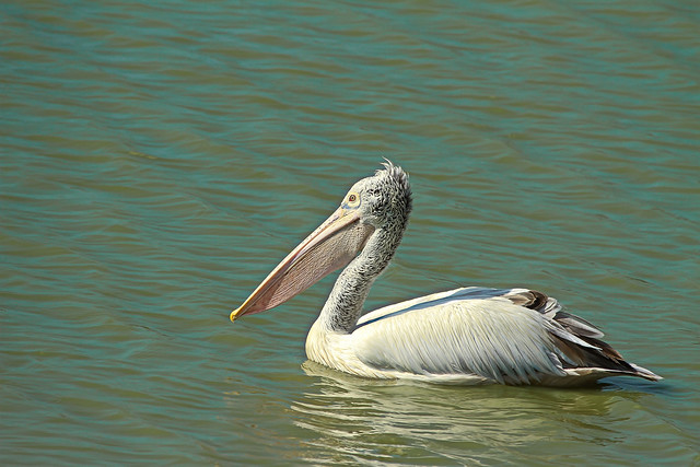 Spot-billed Pelican  [EXPLORED]