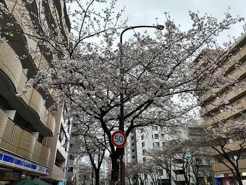 桜 2024/4/1