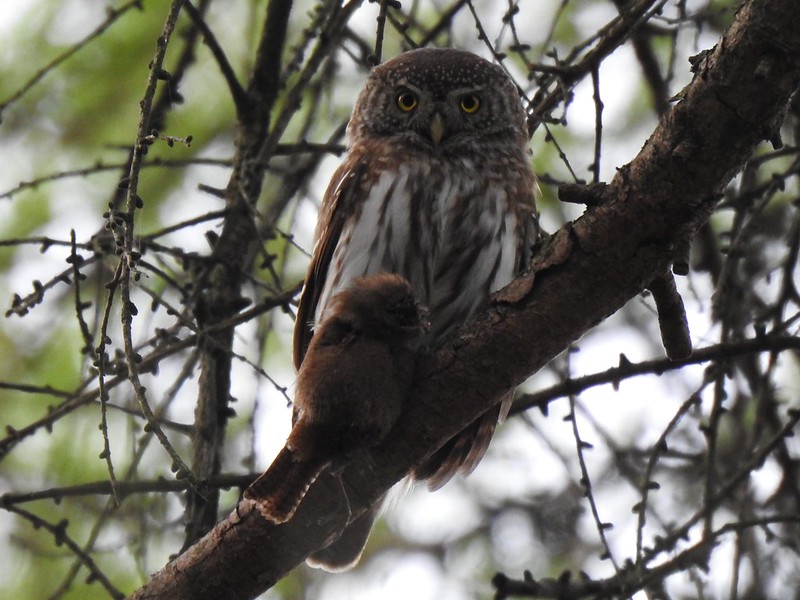 Pygmy Owl, Košice, Slovakia