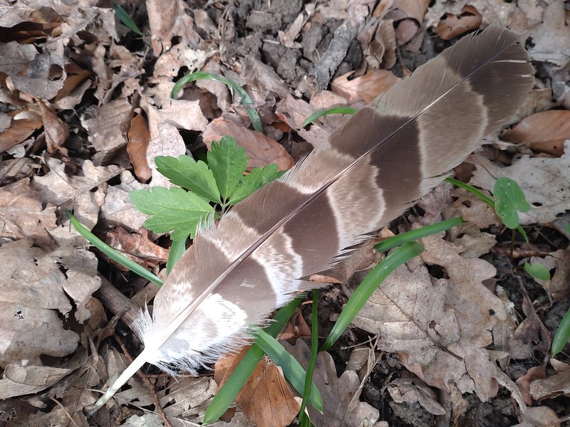 Goshawk tail feather, Budimír, Slovakia
