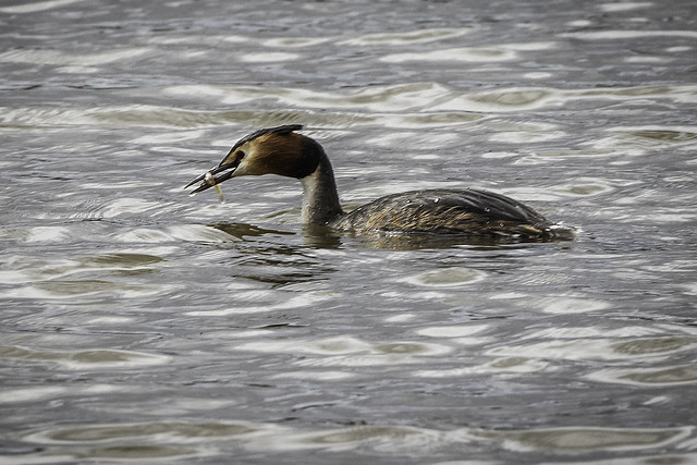 20240402_Great Crested Grebe