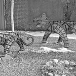 Tigers On Parade Kinetic tiger sculpture in the Prescott Gallery Sculpture Garden.

Artist Fredrick Prescott, American
Sculpture, Tiger, Kinetic, Powder Coat, Orange, Black, 2021
