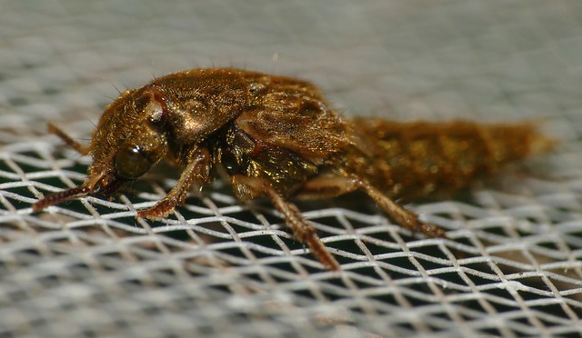 Rove Beetle (Platydracus sp.)