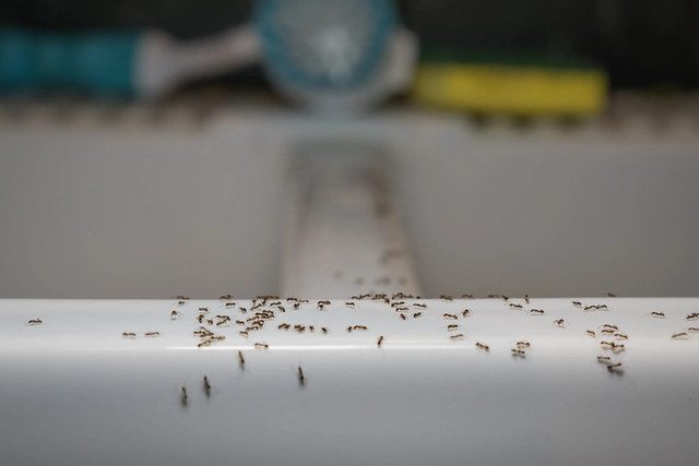 Effective Ant Pest Control Services - Jim's Pest Control