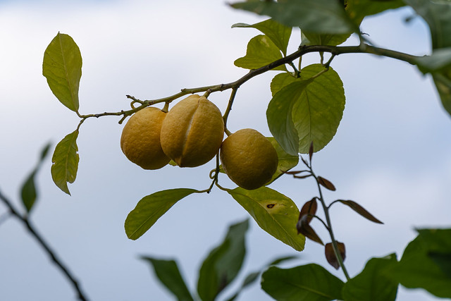 Botanischer Garten Kassel 077 - Zitrone Frucht