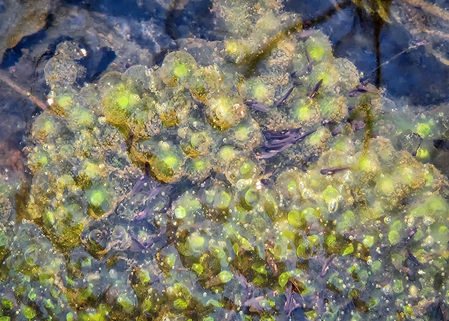 Frog eggs in the pond