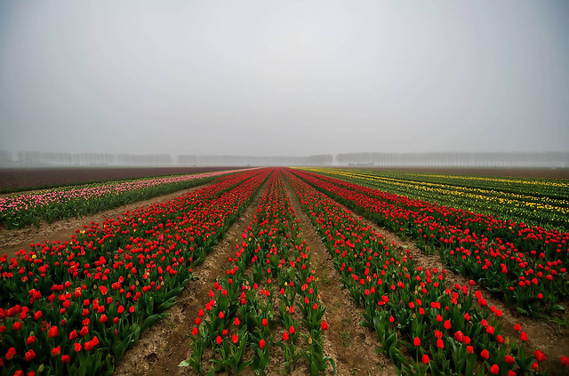 Tulpen in Vlaanderen