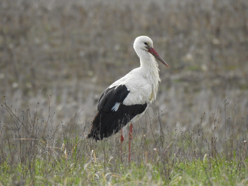 White Stork, Budimír, Slovakia