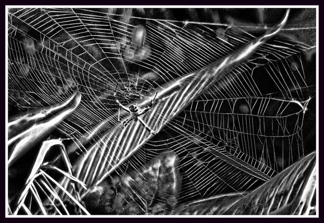 SPIDER WEB, SOMEWHERE IN AMAZON JUNGLE, PERU
