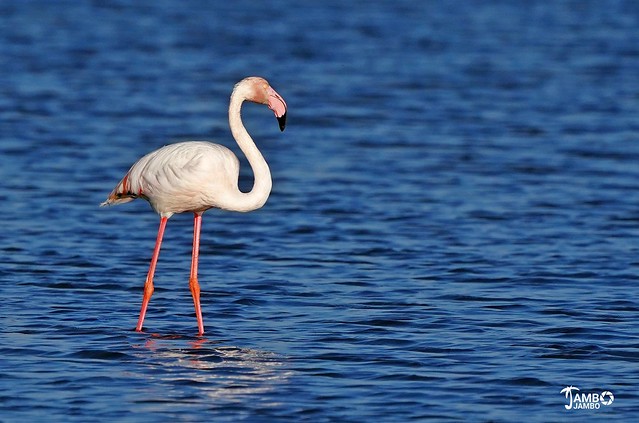 Fenicottero - Flamingo