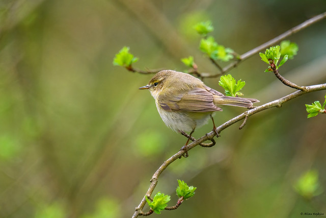 European Chiffchaff (Phylloscopus c. collybita) - adult