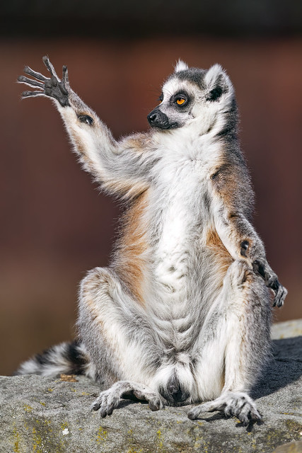 Lemur in a funny position