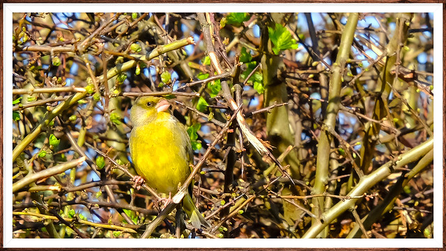Greenfinch Norfolk Country Lanes